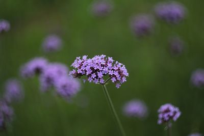 Close-up of purple flowering plant