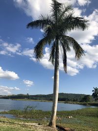 Palm trees on beach against sky