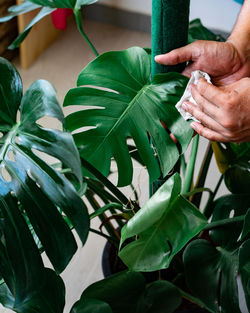 Hands wiping the dust from houseplant leaves, taking care of plant monstera. home gardening.