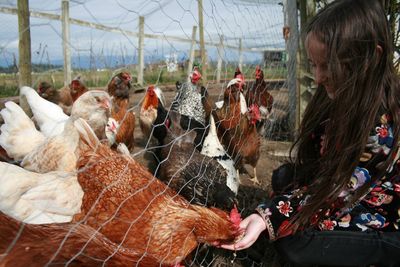 Girl feeding hen at farm