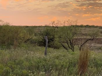 Scenic view of field against sky during sunset