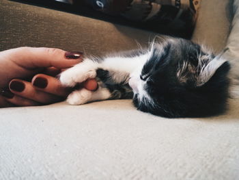 Close-up of cat resting on floor