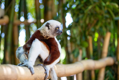 Close-up of a monkey