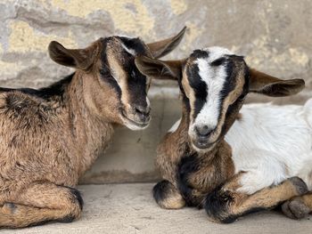 Portrait of goats relaxing outdoor