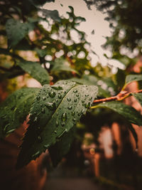 Close-up of wet plant leaves