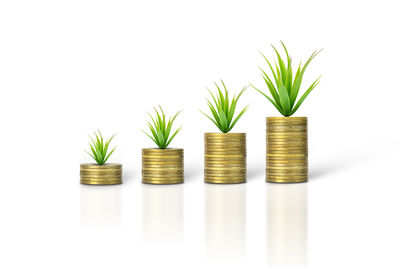 Stack of plant against white background