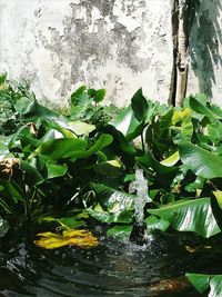 High angle view of plant growing in water