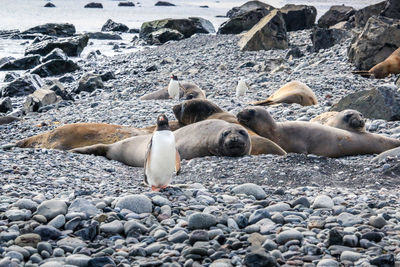 High angle view of birds on beach