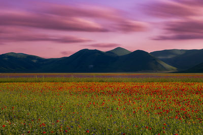 Scenic view of grassy field against cloudy sky during sunset