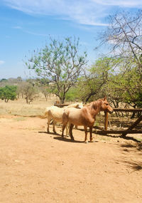 Horses in a field