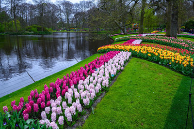 Scenic view of lake in park