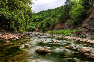 Scenic view of river in forest