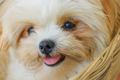 Close-up portrait of dog