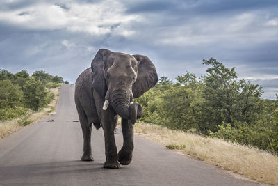 Elephant walking on road amidst plants against sky