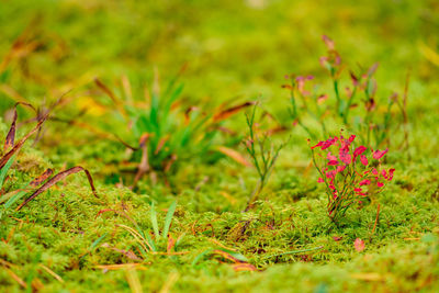 plant