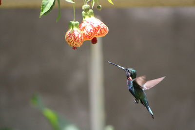 Close-up of a bird flying