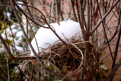 Close-up of bird on branch