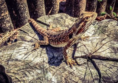 Full frame shot of wood