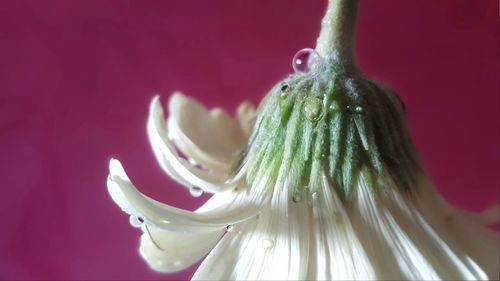 Close-up of flower over white background