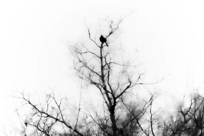 Low angle view of bird perching on bare tree