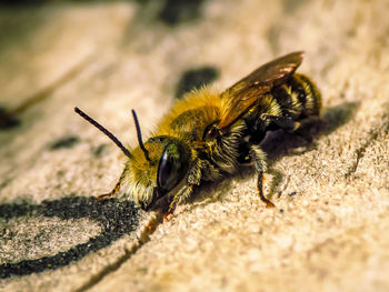 Close-up of bee