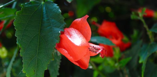 Close-up of pink flower