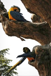 Low angle view of bird perching on tree against sky