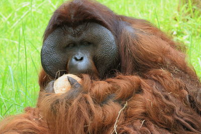 Portrait of a orang utan