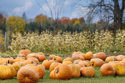 Close-up of pumpkins on field