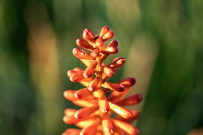 Close-up of red flowering plant