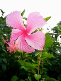 Close-up of pink hibiscus blooming outdoors