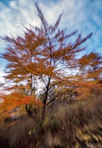 Tree on landscape against sky