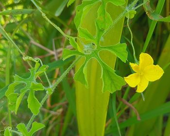 Close-up of green flowering plant