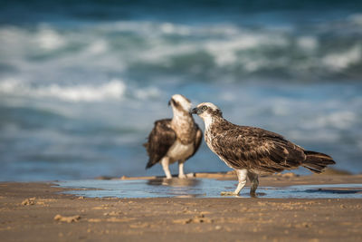 Seagulls perching on a beach