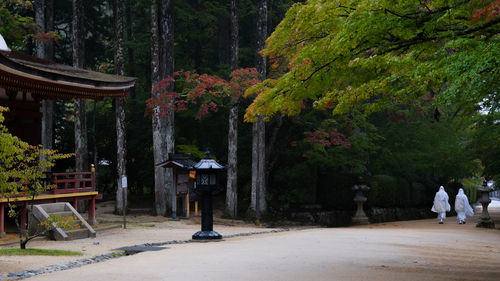 Trees in park