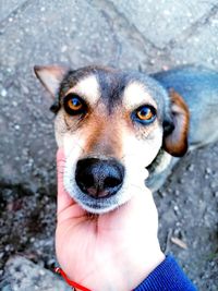 Portrait of dog with hand