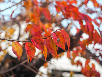 Close-up of maple leaves on branch