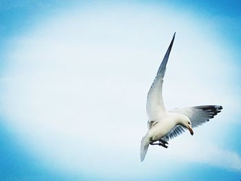 Low angle view of seagull flying against clear sky