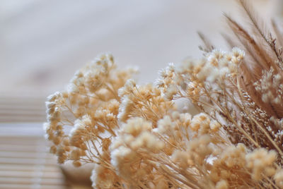 Close-up of white flowering plants
