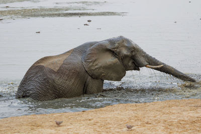 Elephant drinking water