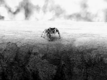 View of a dog on land