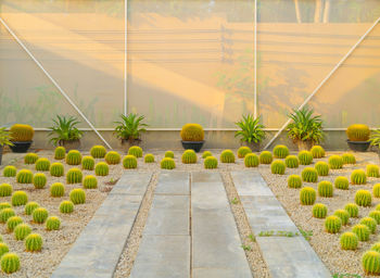 Close-up of potted plants