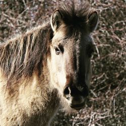 Close-up of a horse