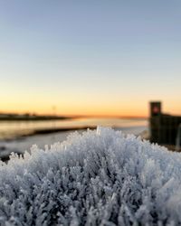 Snow covered plants against sky during sunset