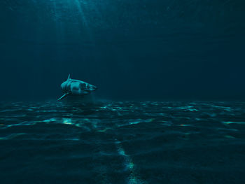 View of shark swimming in sea