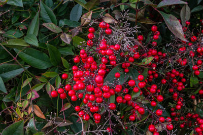 Close-up of red berries growing on tree