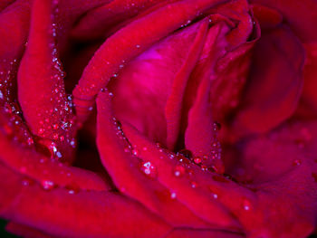 Full frame shot of wet red rose flower