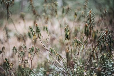 Close-up of wheat plants on field