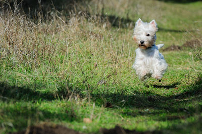 Dog running in field