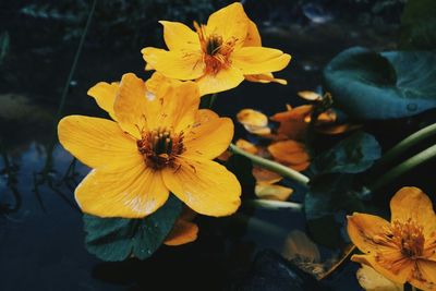 Close-up of yellow flowers blooming outdoors